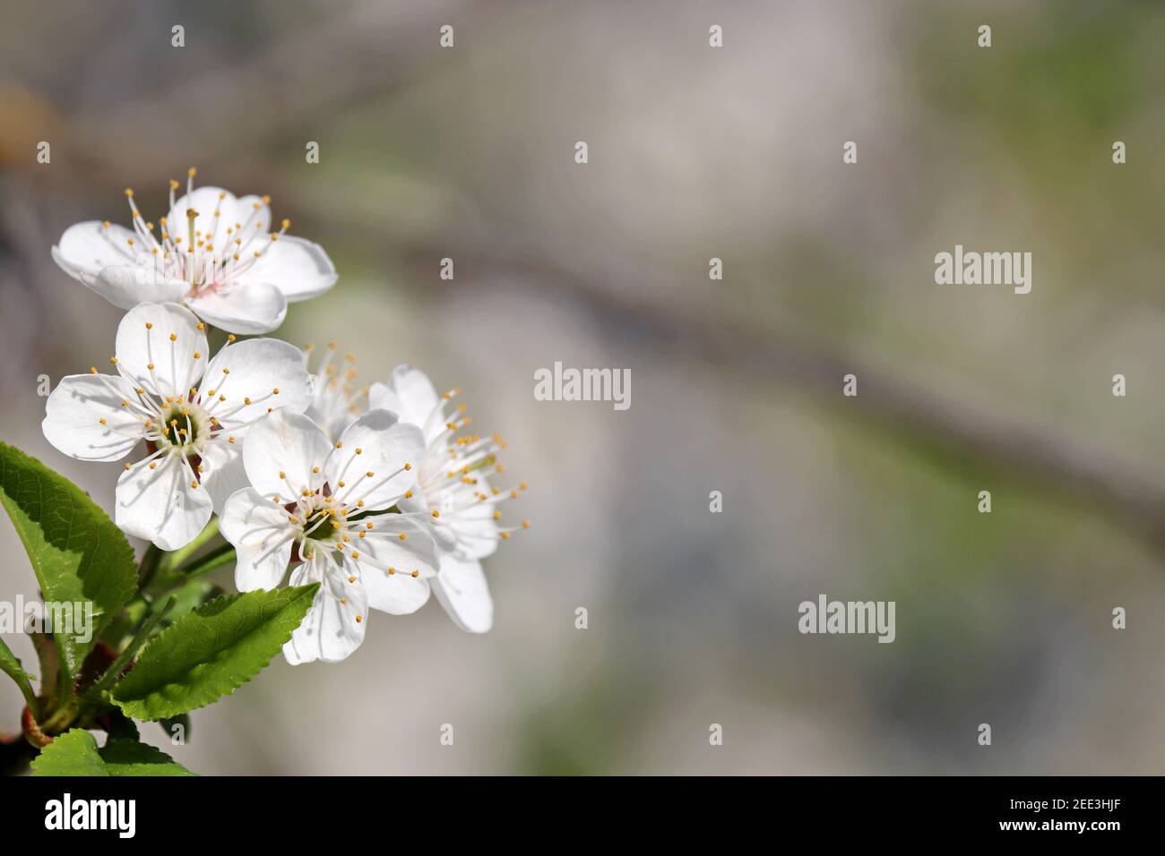 Fleur de cerisier au printemps sur fond flou. Fleurs blanches sur une branche dans un jardin, couleurs douces Banque D'Images