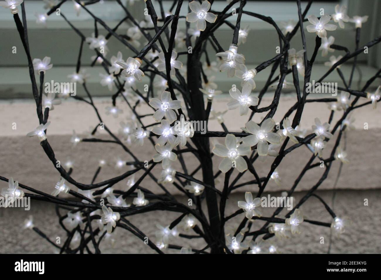 lumières de fée de fleur blanche sur les branches, arbre de la vie concept Banque D'Images