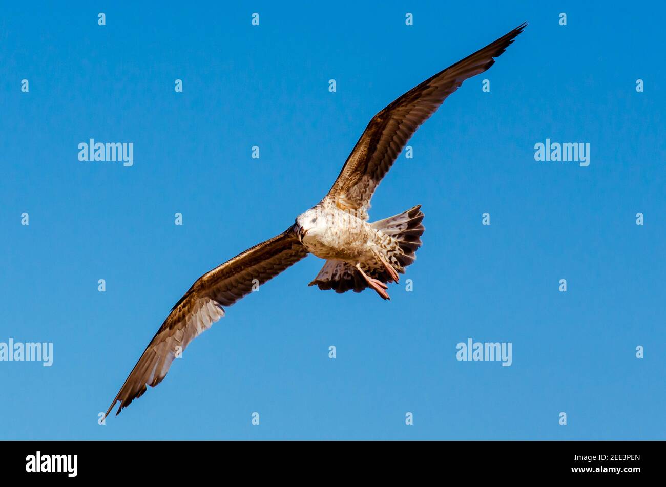 Grand aigle volant contre le ciel bleu clair Banque D'Images