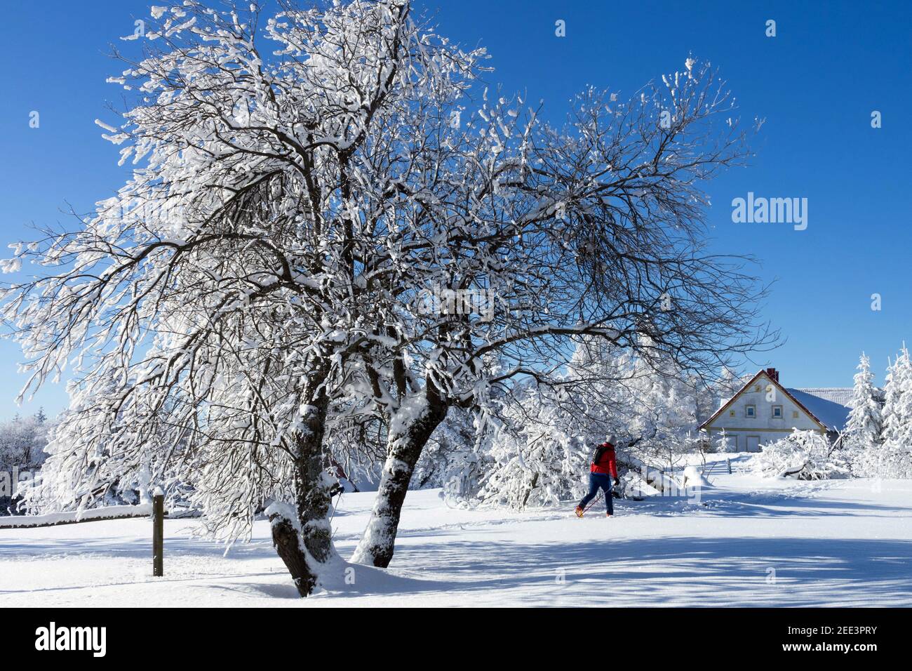 République tchèque paysage rural pittoresque, un homme skieur dans la piste de neige Banque D'Images