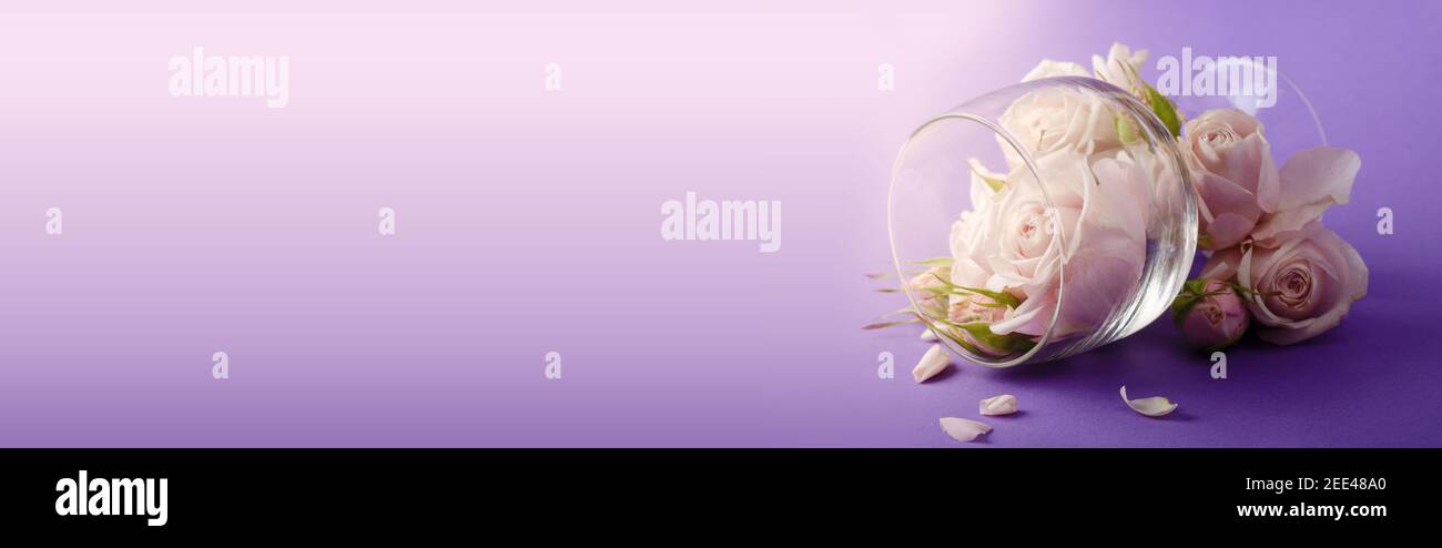 Bannière romantique créative avec une douce composition de roses de couleur lilas dans le verre à vin sur fond violet. Banque D'Images