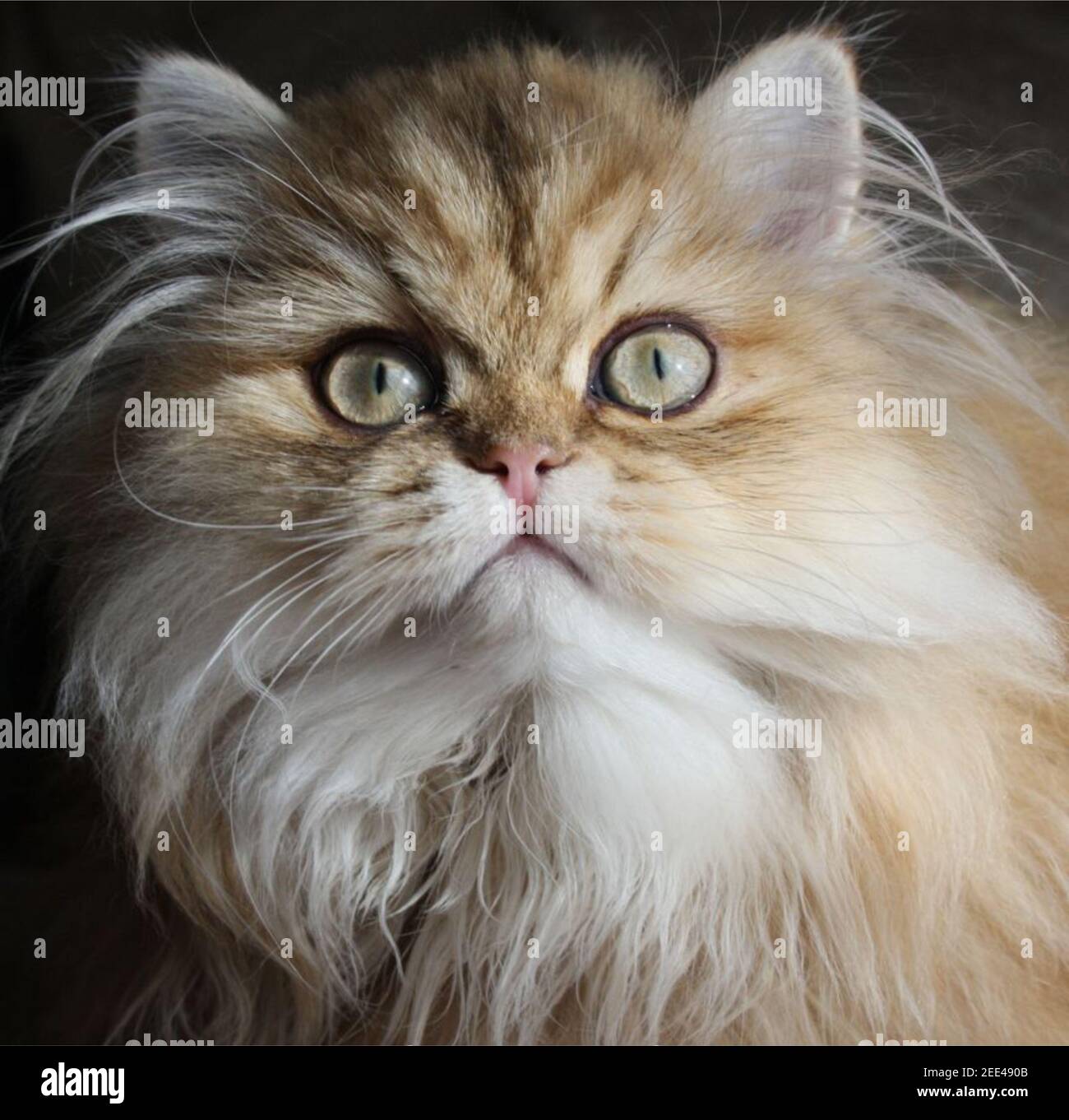 Magnifique Golden Perse Kitten face Banque D'Images