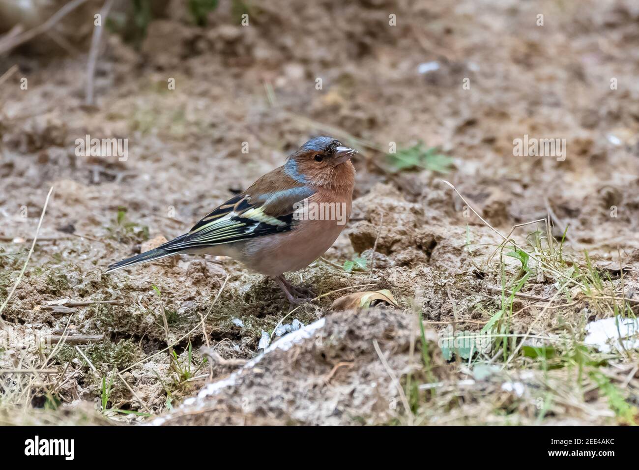 Un chaffinch commun mangeant des graines dans le jardin Banque D'Images