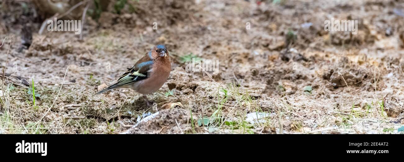 Un chaffinch commun mangeant des graines dans le jardin Banque D'Images