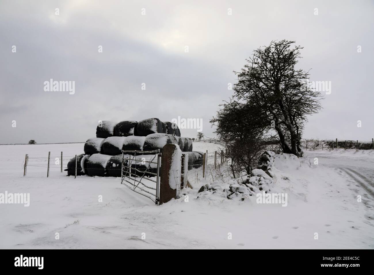 Enrouleur de fourrage couvert de neige dans le district de Derbyshire Peak Banque D'Images