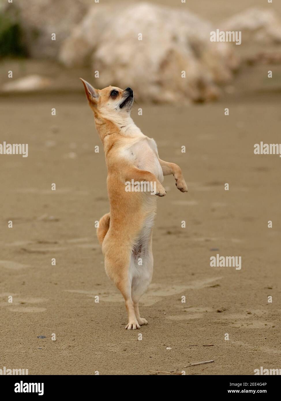 Portrait vertical d'un joli chien drôle chihuahua debout ses deux jambes dehors sur la plage de sable Banque D'Images