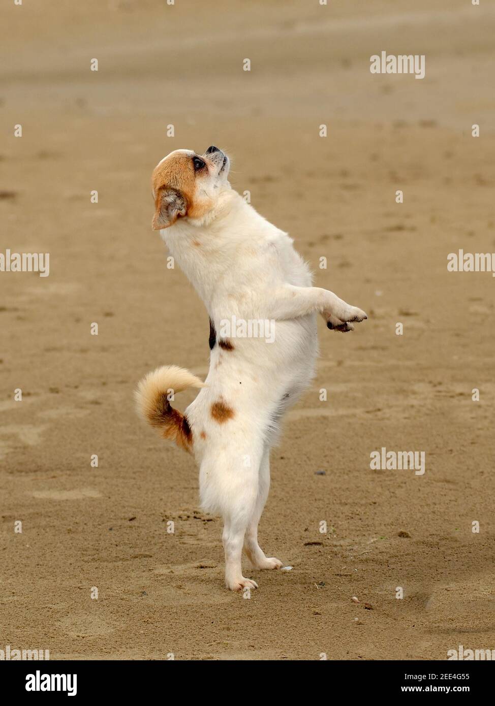 Gros plan d'un joli chien drôle de chihuahua debout ses deux jambes dehors sur la plage de sable Banque D'Images