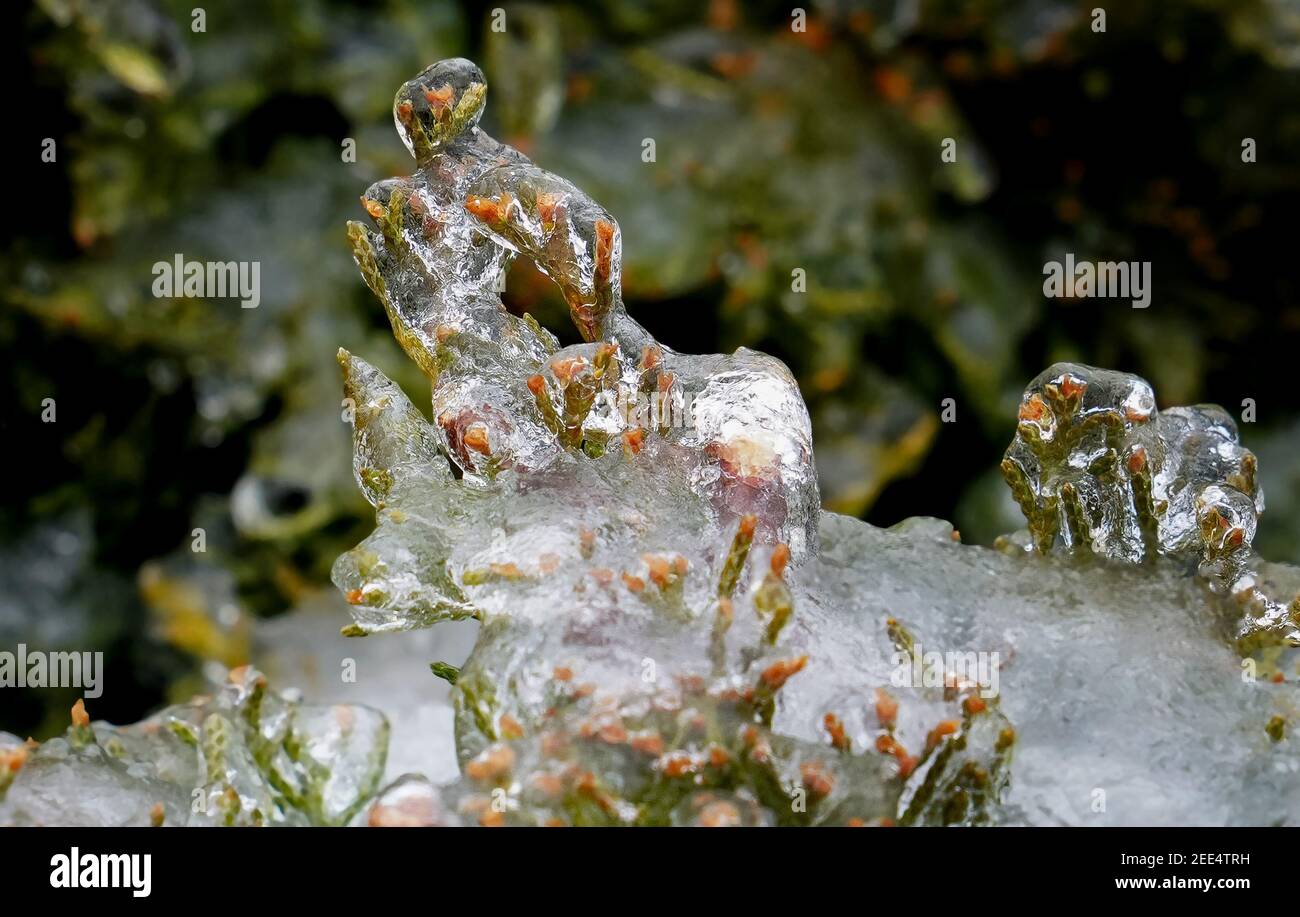 Arbuste enfermé dans la glace après une tempête d'hiver Banque D'Images