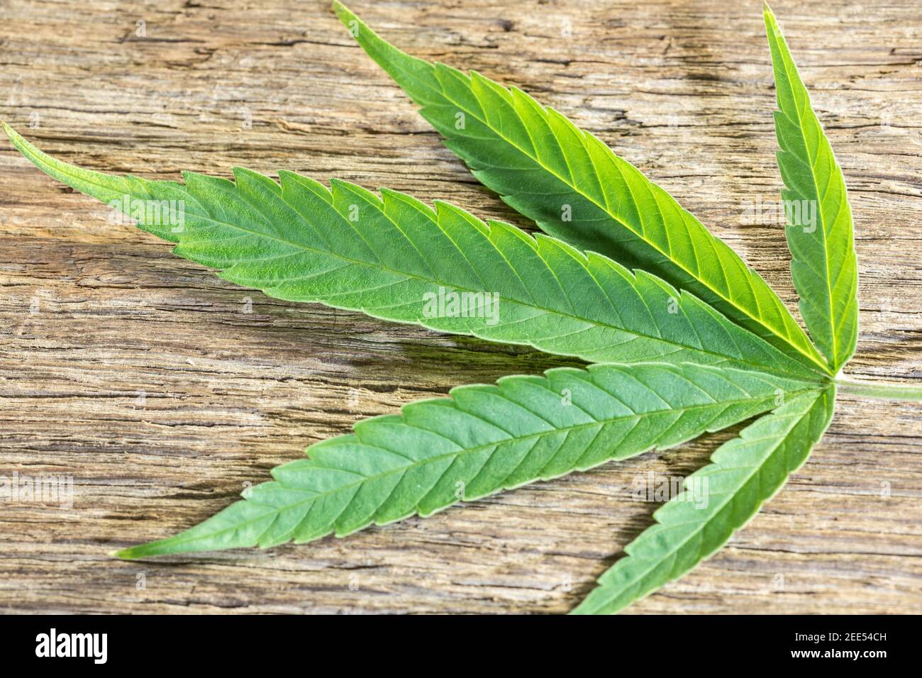 Feuille de cannabis sur fond de bois Banque D'Images