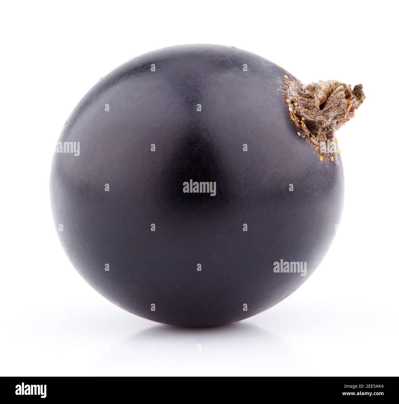 Baie de cassis isolée sur fond blanc Banque D'Images