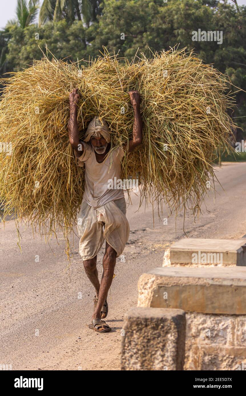 Bullapur, Karnataka, Inde - 9 novembre 2013 : gros plan d'un homme en chemise blanche et dhoti portant un tas de paille jaunâtre trois fois sa taille sur sa ba Banque D'Images