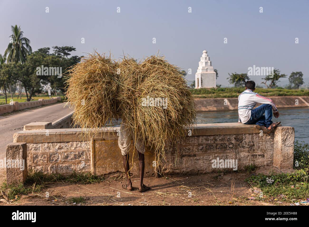 Bullapur, Karnataka, Inde - 9 novembre 2013 : homme en chemise blanche et dhoti portant un tas de paille jaunâtre trois fois sa taille sur le dos. Autre g Banque D'Images