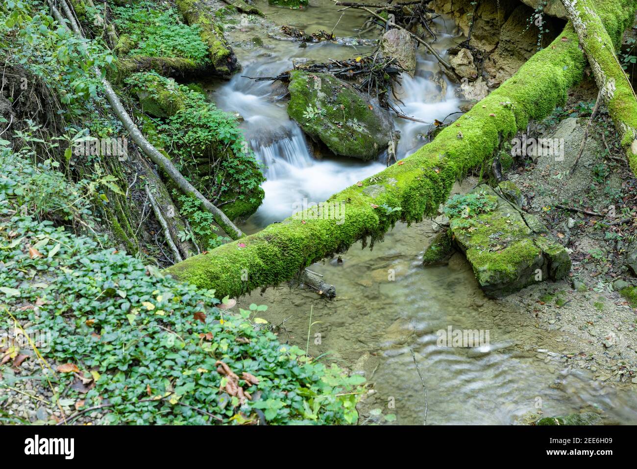 Photo de longue exposition: Petite cascade en mouvement fluide avec tronc d'arbre de mousse comme un pont pour traverser la rivière, la scène est colorée en vert fort et Banque D'Images