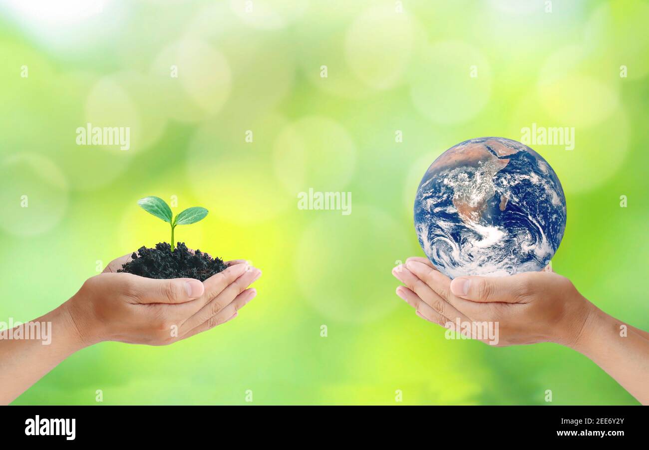 Échange de planètes entre les mains de l'homme et de jeunes plantes entre les mains de l'homme, concept du jour de la Terre et conservation de l'environnement Banque D'Images
