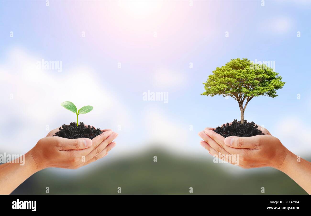 Échange d'arbres entre les mains humaines, concept de jour de la terre et conservation de l'environnement. Banque D'Images