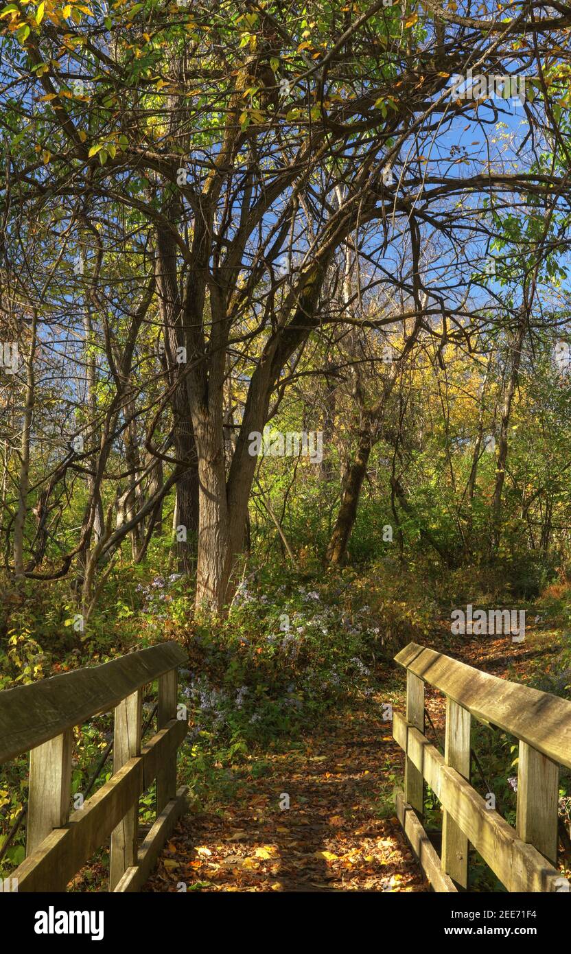 Sentier d'automne et pont de bois. Arbres et feuilles au Possum Creek Metropark, Dayton, Ohio, États-Unis. Traitement HDR. Banque D'Images