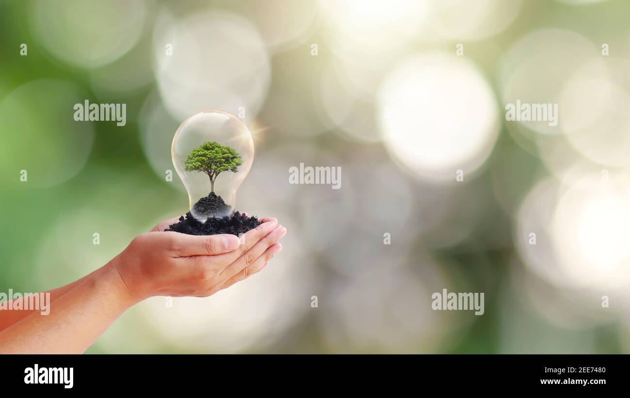 Main tenant une ampoule lumineuse avec des arbres à l'intérieur et un arrière-plan de nature vert flou. Concept d'économie d'énergie ou réchauffement de la planète. Banque D'Images