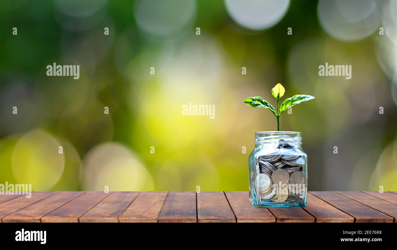 Plante en croissance sur une bouteille d'argent sur une table en bois avec bokeh.flou vert nature fond. Banque D'Images