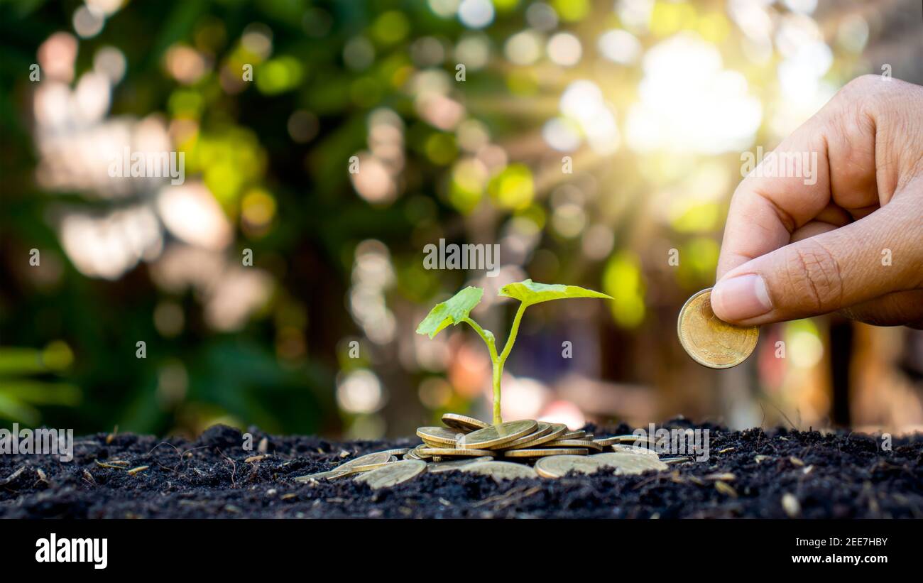 Planter des arbres sur une pile d'argent dans le sol et brouillé vert nature fond, des idées financières et d'investissement pour la croissance des affaires. Banque D'Images