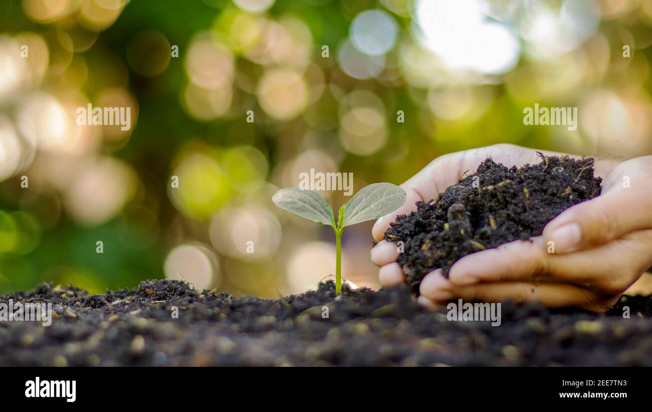 Gros plan d'une main humaine tenant une plantule, incluant la plantation de plantules, le concept du jour de la Terre, la campagne de réduction du réchauffement climatique et la gestion écologique Banque D'Images