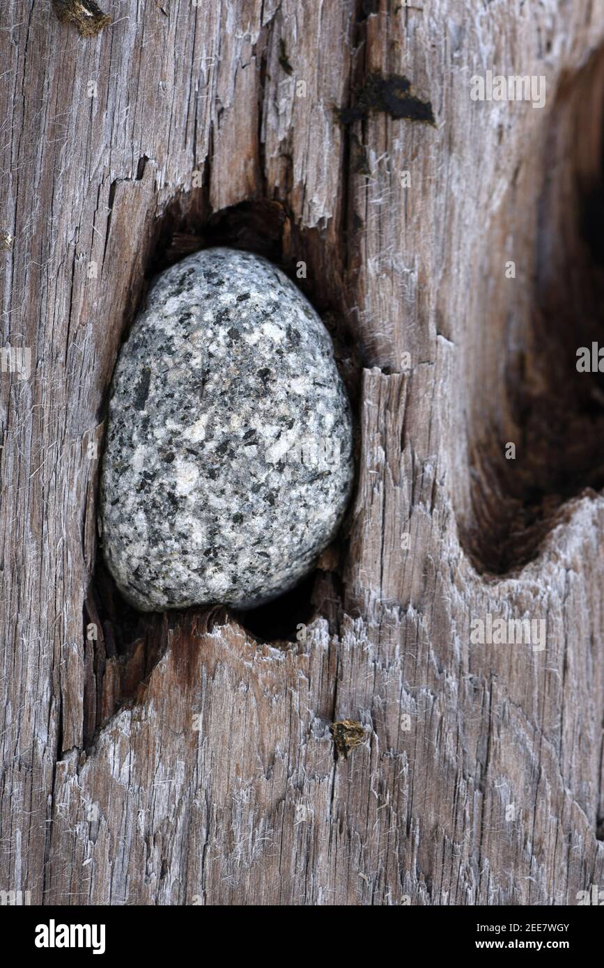 Une roche tachetée est coincée dans un trou sur le côté d'une bûche de bois flotté sur l'île de Vancouver, en Colombie-Britannique, au Canada Banque D'Images