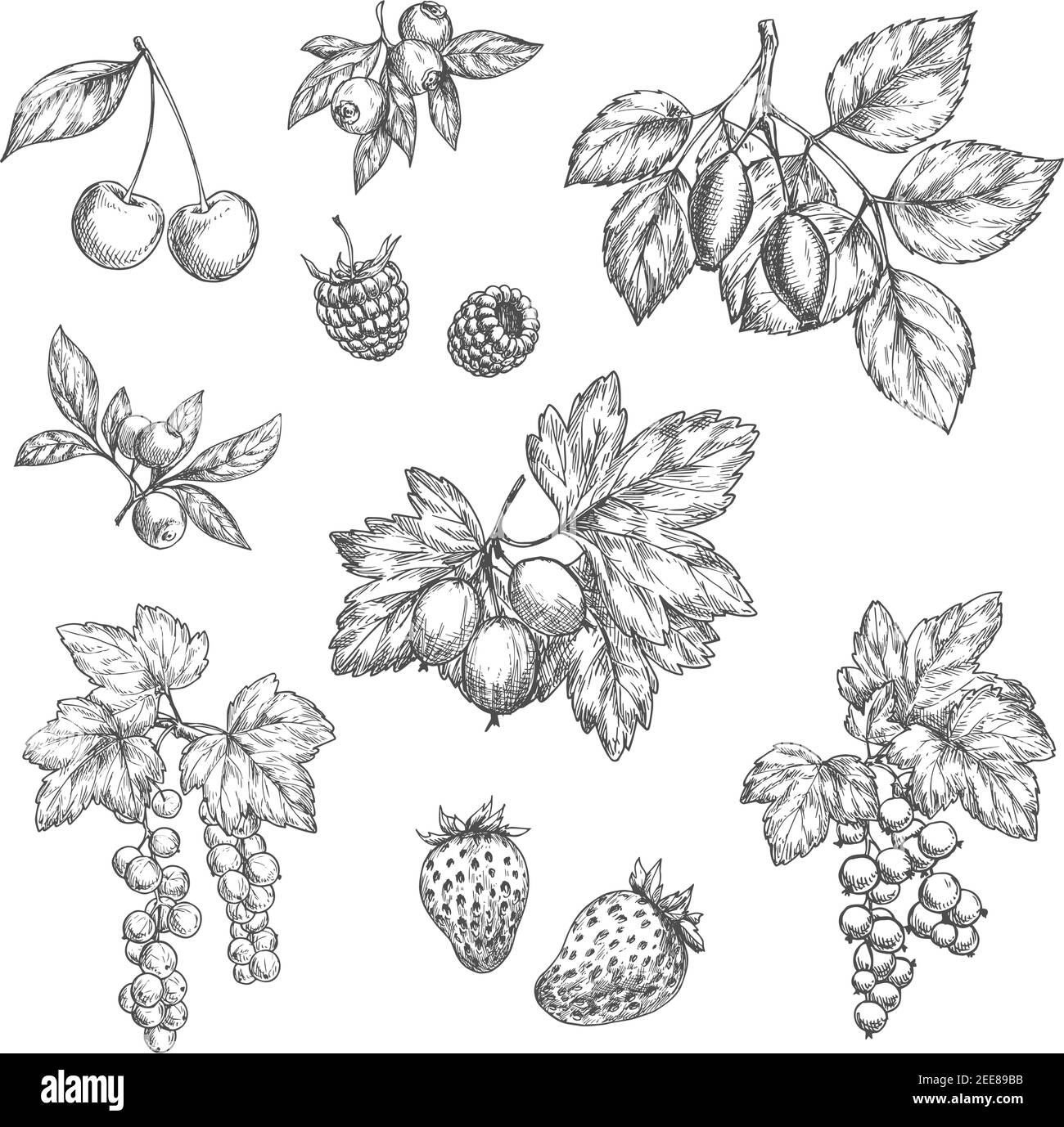 Ensemble d'icônes vectorielles d'esquisse de baies. Merisier et forêt bleuet ou branche de cassis et de cassis, fraise de jardin ou de framboise et ferme gooseberr Illustration de Vecteur