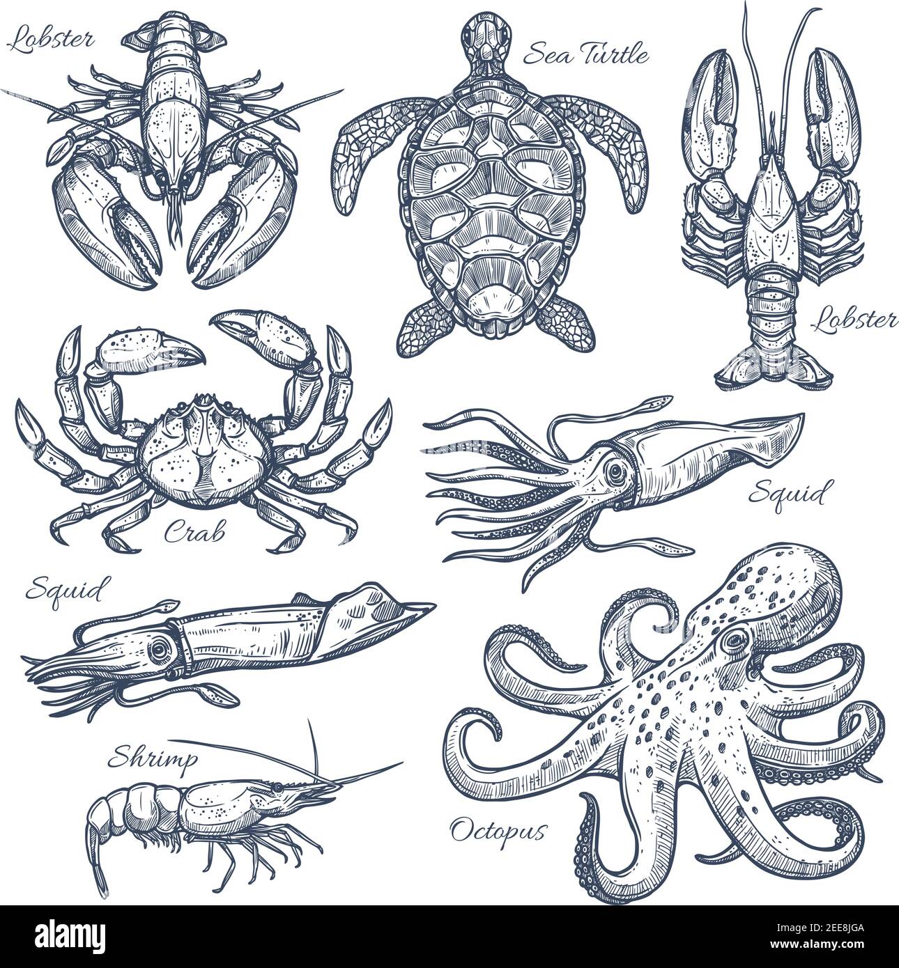 Jeu de croquis animaux de mer et fruits de mer. Crabe de mer, poulpe, homard, crevettes, calmar, symboles isolés de tortues de mer pour le label du marché du poisson, restaurant de fruits de mer Illustration de Vecteur