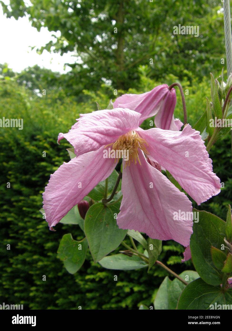 Rose Clematis integrifolia Alionushka fleurit dans un jardin en juillet Banque D'Images