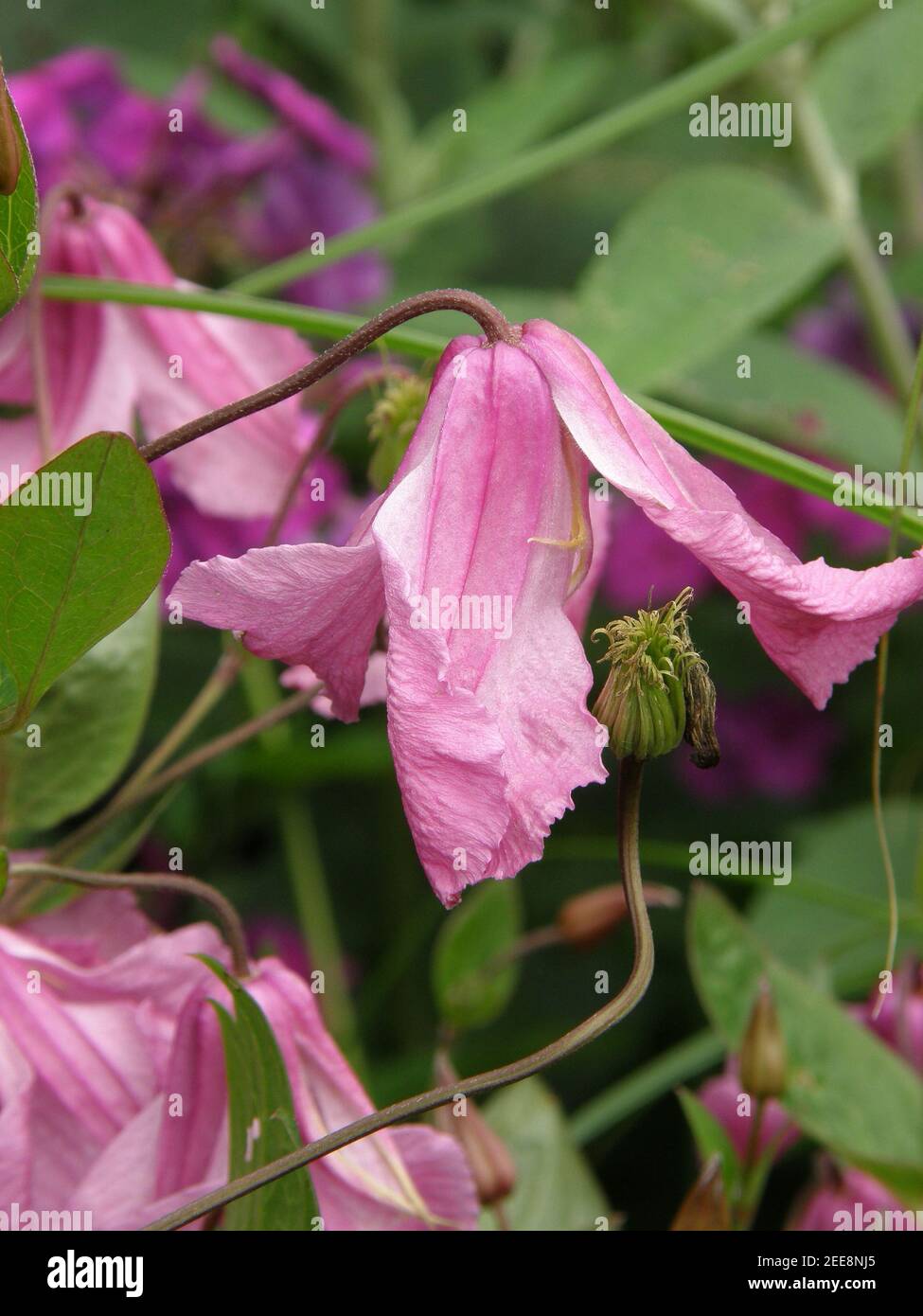 Rose Clematis integrifolia Alionushka fleurit dans un jardin en juillet Banque D'Images
