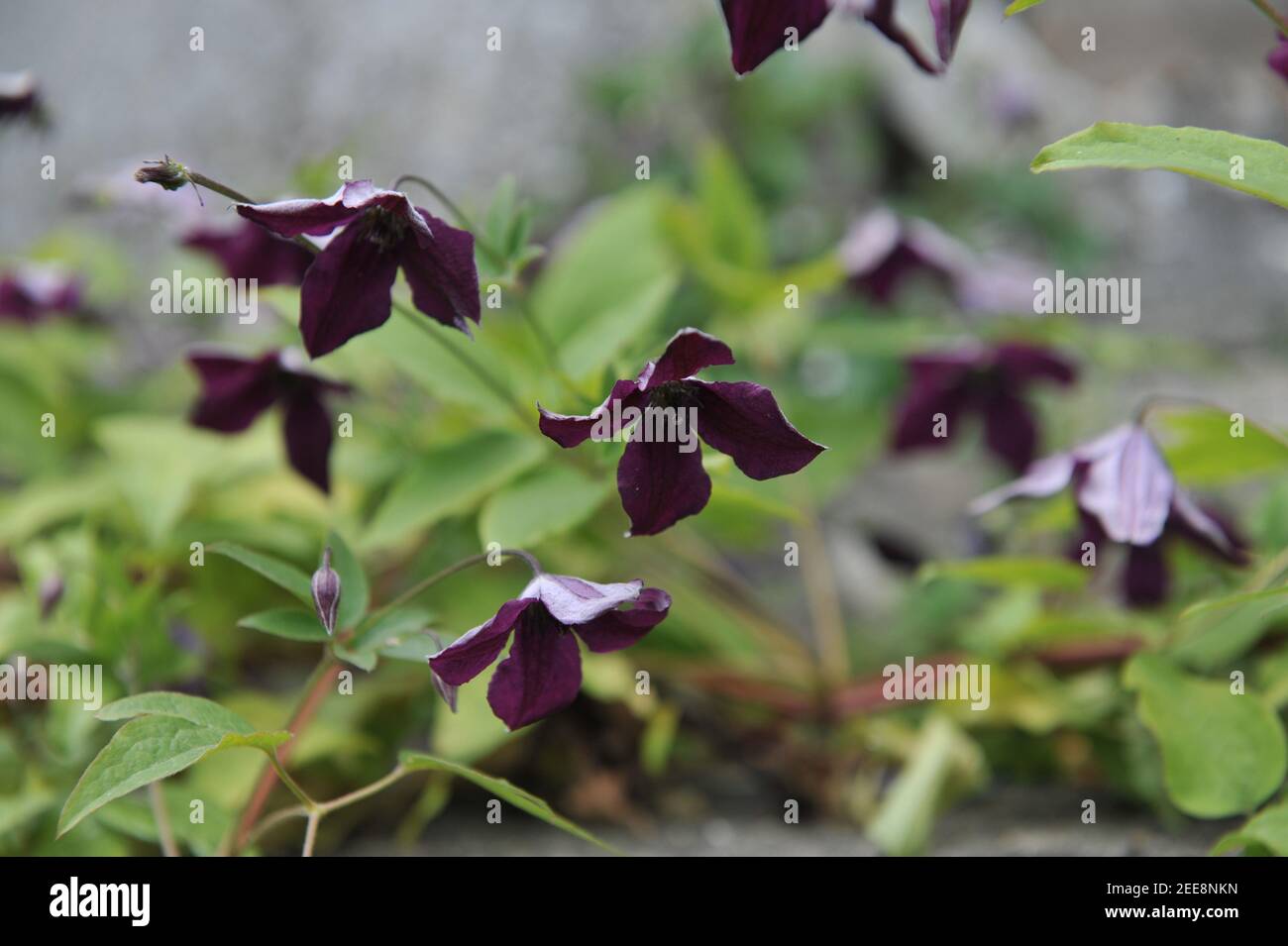Le prince noir Clematis viticella violet très foncé fleurit dans un jardin en juillet Banque D'Images