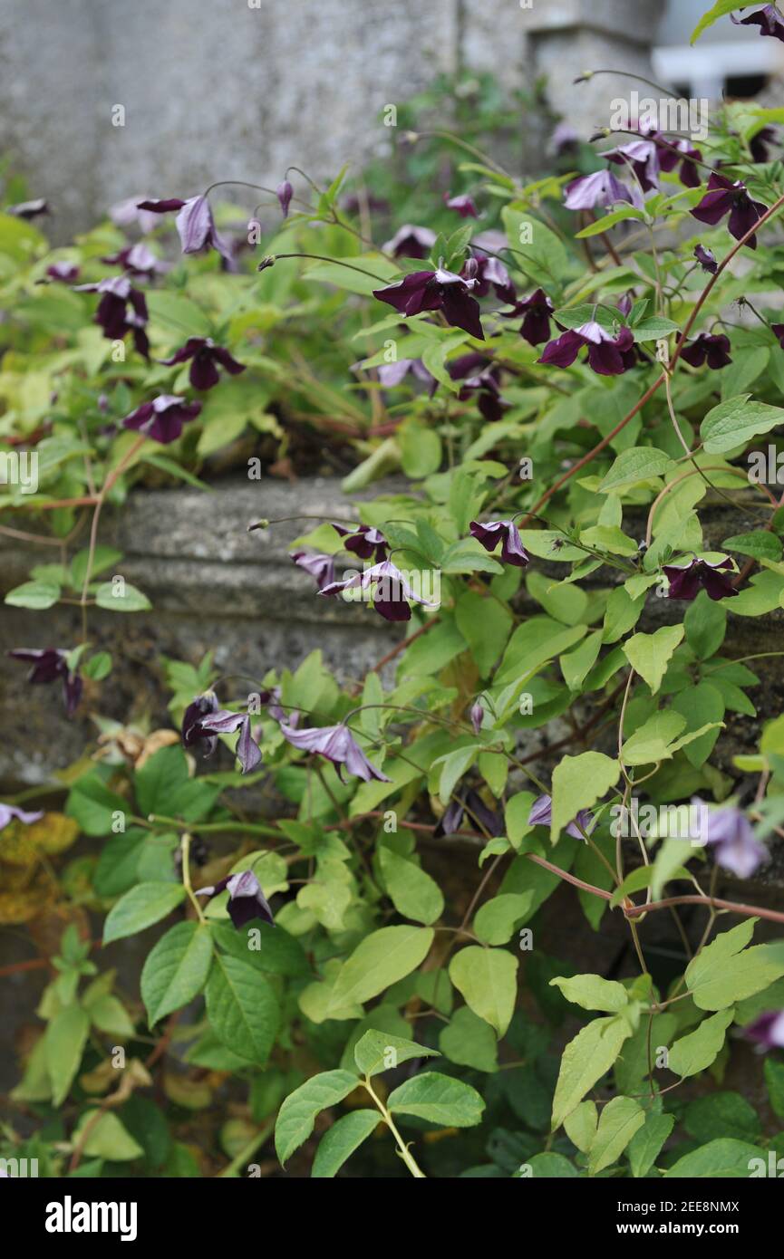 Le prince noir Clematis viticella violet très foncé fleurit dans un jardin en juillet Banque D'Images