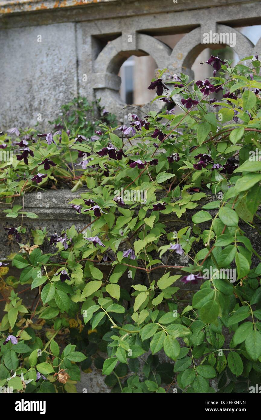 Le prince noir Clematis viticella violet très foncé fleurit dans un jardin en juillet Banque D'Images