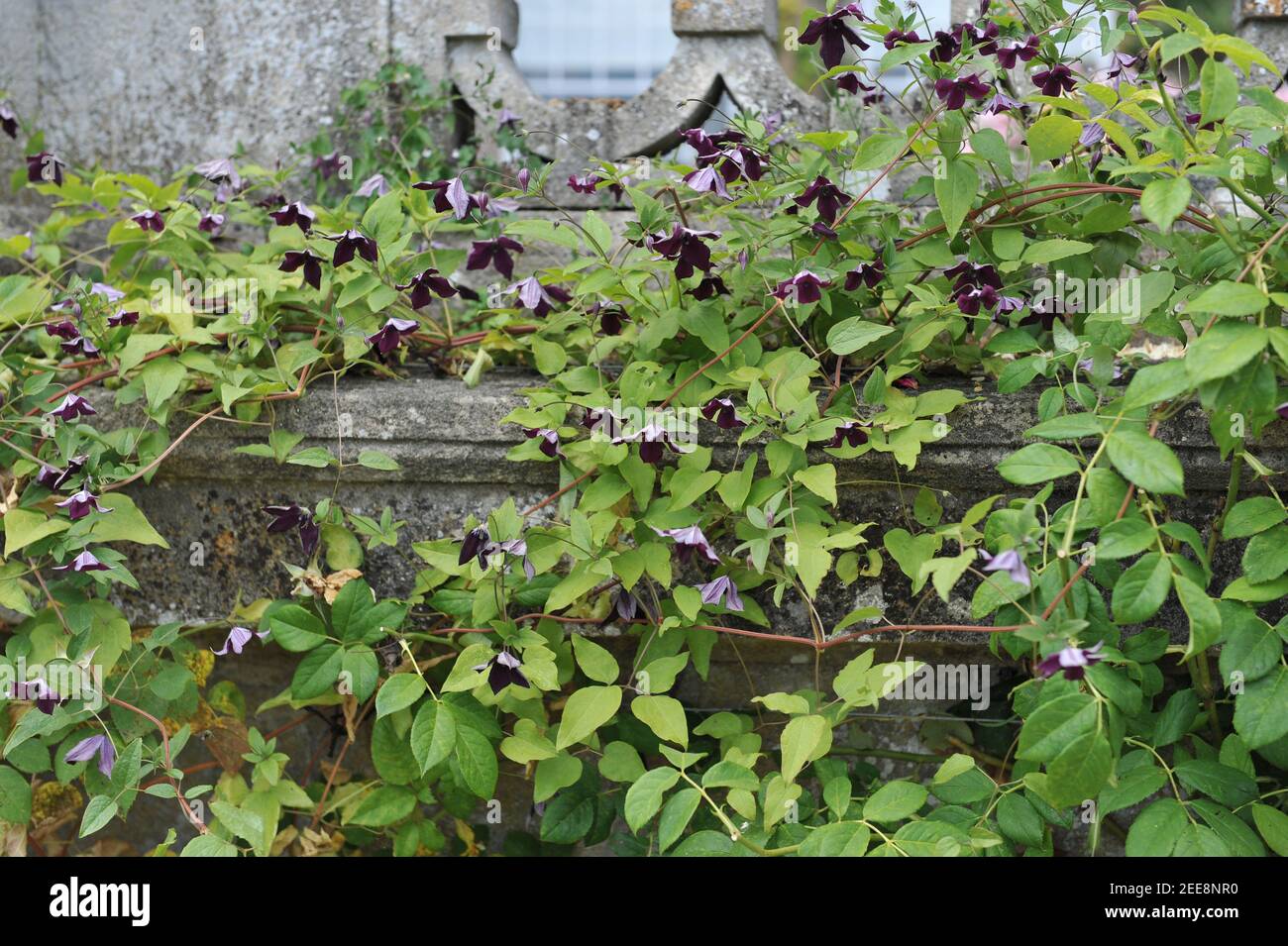 Le prince noir Clematis viticella violet très foncé fleurit dans un jardin en juillet Banque D'Images