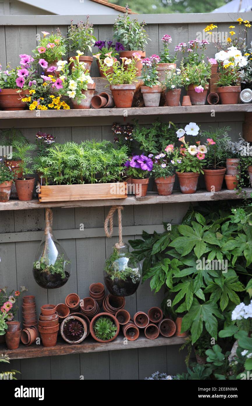 Pétunia, nemesia, succulents et plantules de légumes en terre cuite, pots en verre et en bois sur des étagères de clôture dans un jardin Banque D'Images