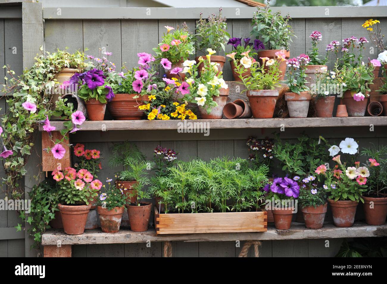 Pétunia, nemesia et plantules de légumes en terre cuite et pots en bois sur des étagères de clôture dans un jardin Banque D'Images