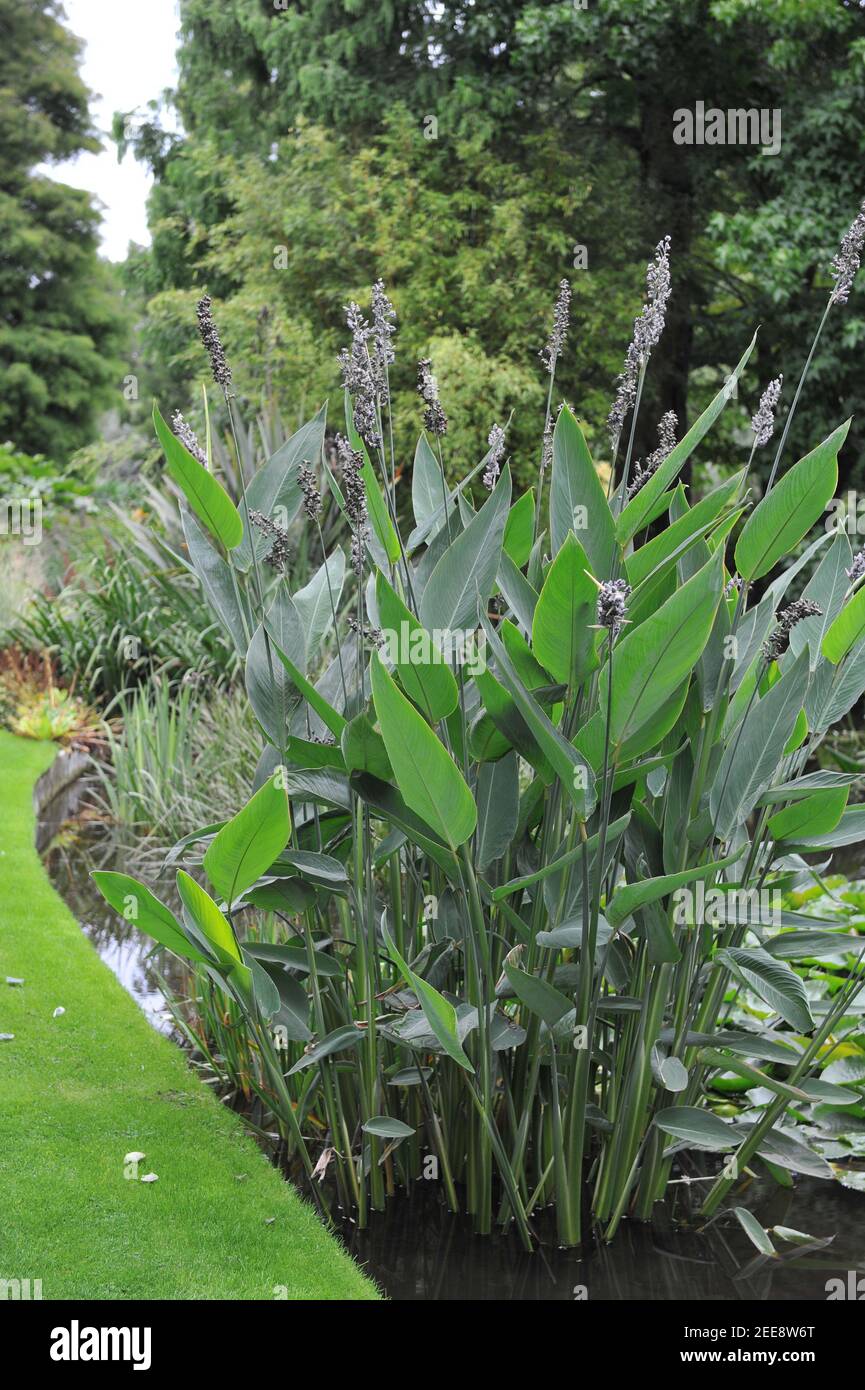 Plantées dans de l'eau poudreuse alligator-flag (Thalia dealbata) Fleurs dans un étang dans un jardin en septembre Banque D'Images