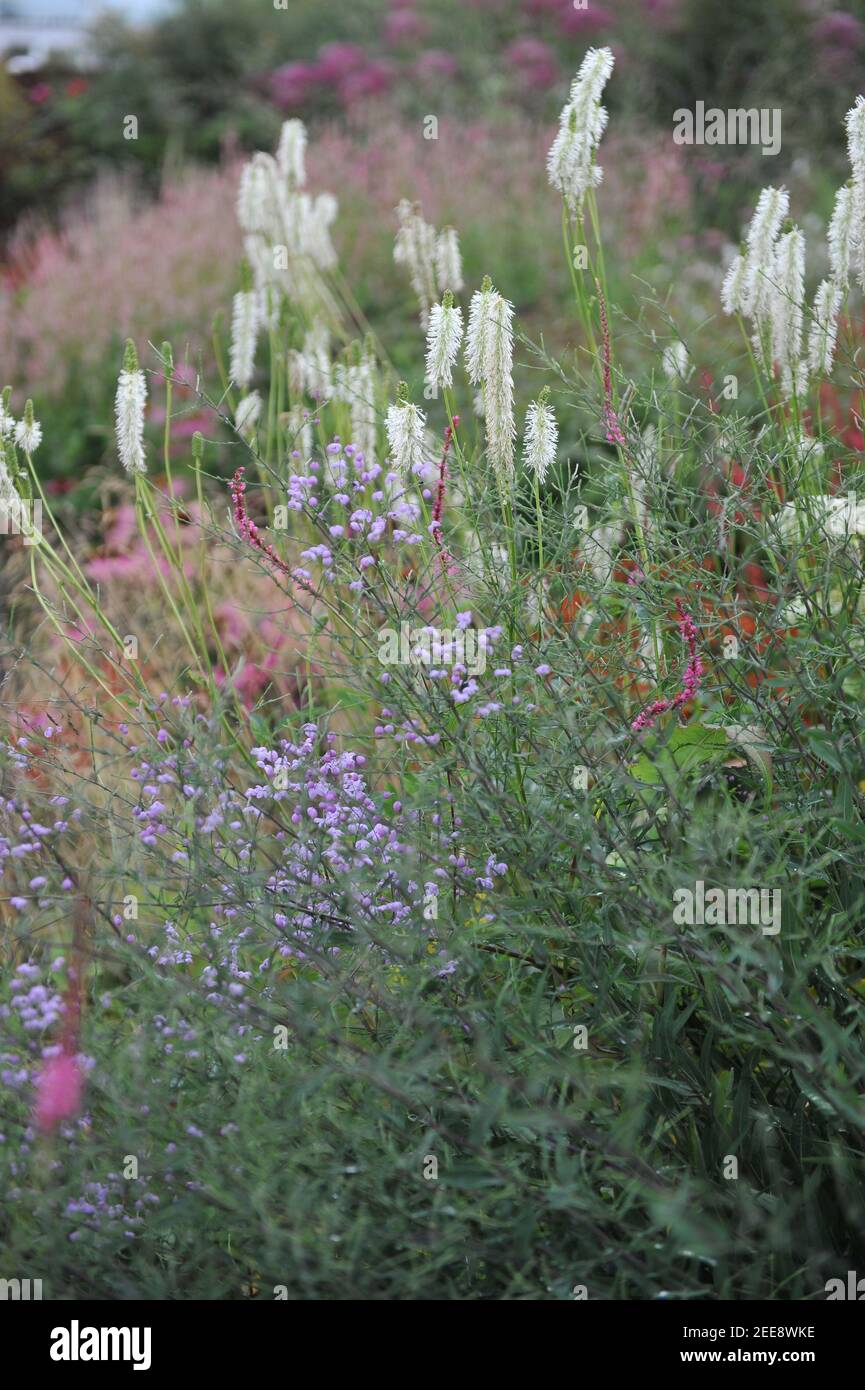 Filet canadien blanc (Sanguisorba canadensis) Fleurs dans un jardin en août Banque D'Images