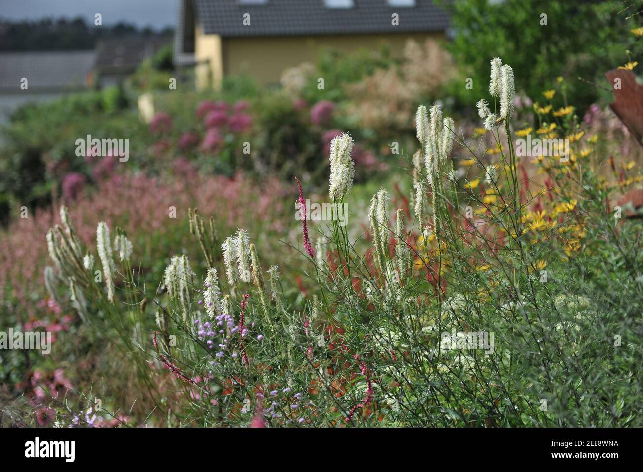 Filet canadien blanc (Sanguisorba canadensis) Fleurs dans un jardin en août Banque D'Images