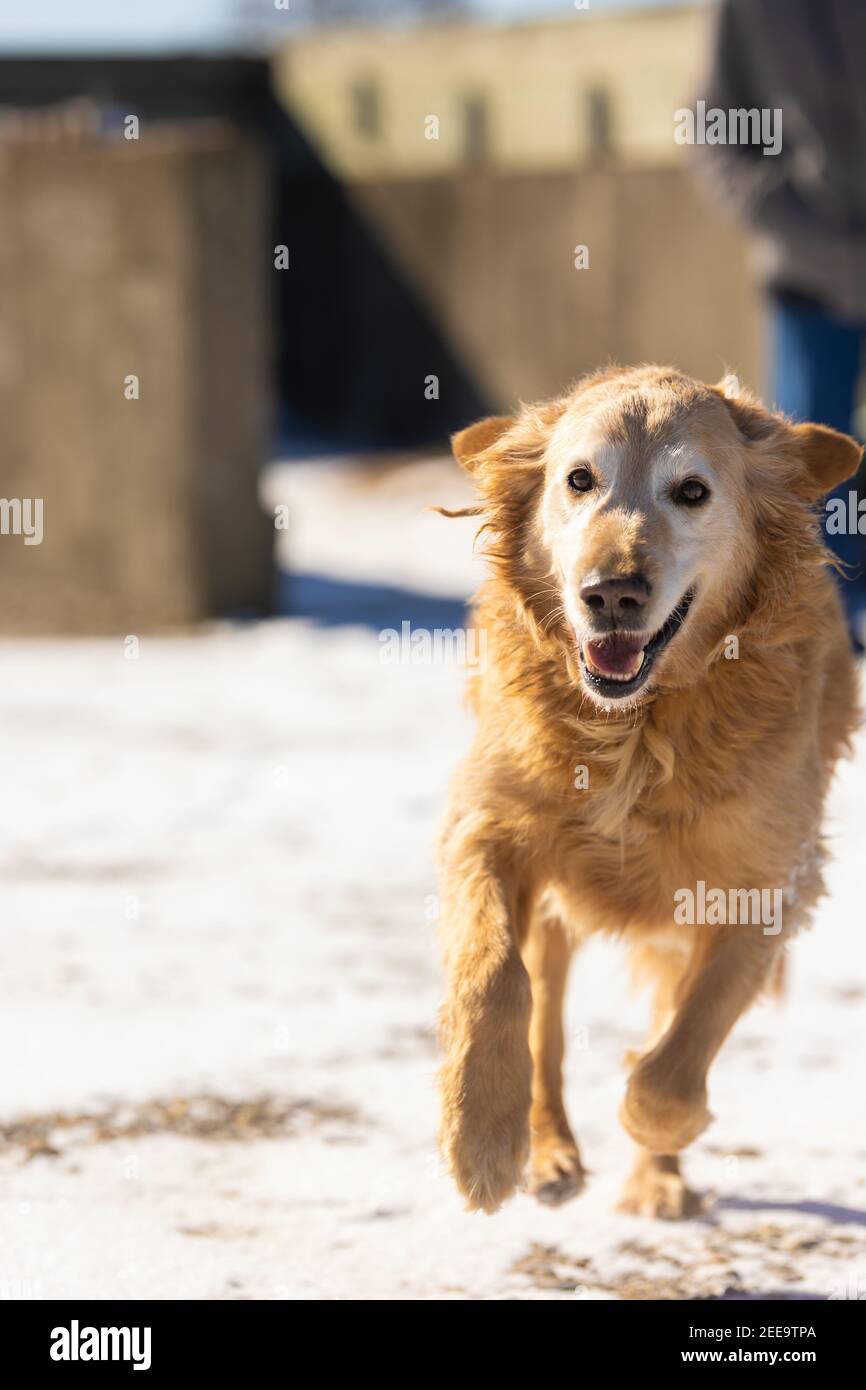 Un retriever d'or fait une course à moi pendant que je tiens mon appareil photo. Le fond est enneigé et blanc. Banque D'Images