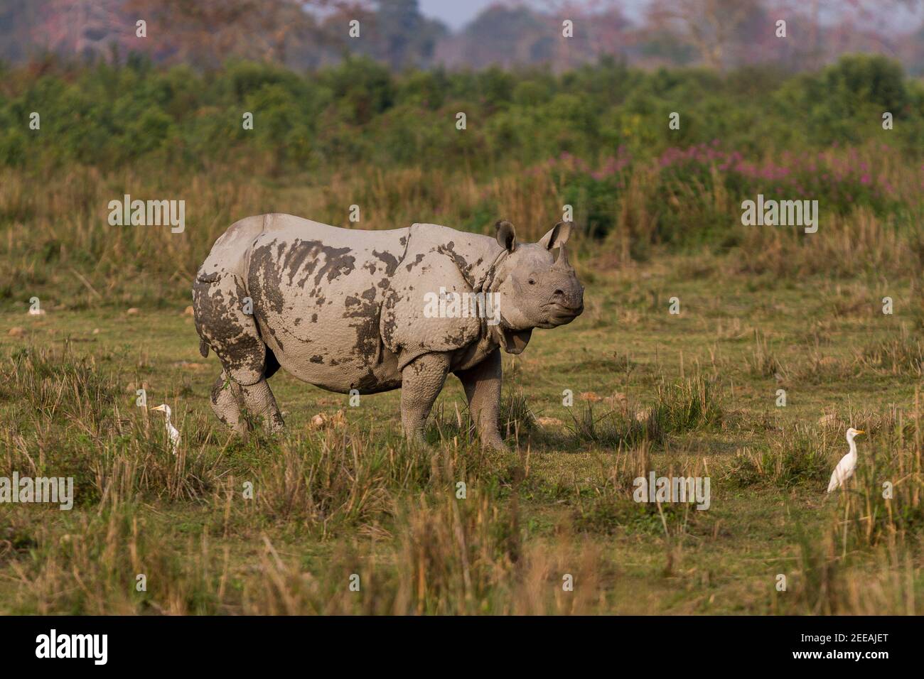 Rhinocéros indiens également connus comme des rhinocéros plus grands à une cornée, avec des prairies du parc national de Kaziranga, Assam, Inde, en milieu de journée en hiver Banque D'Images
