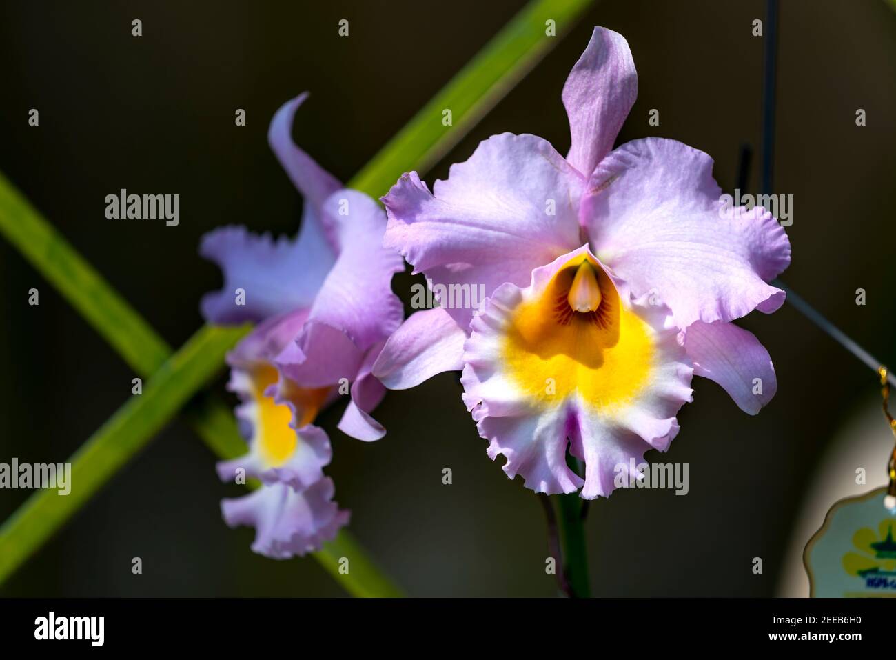 Gros plan orchidée Cattleya fleur dans le jardin Banque D'Images