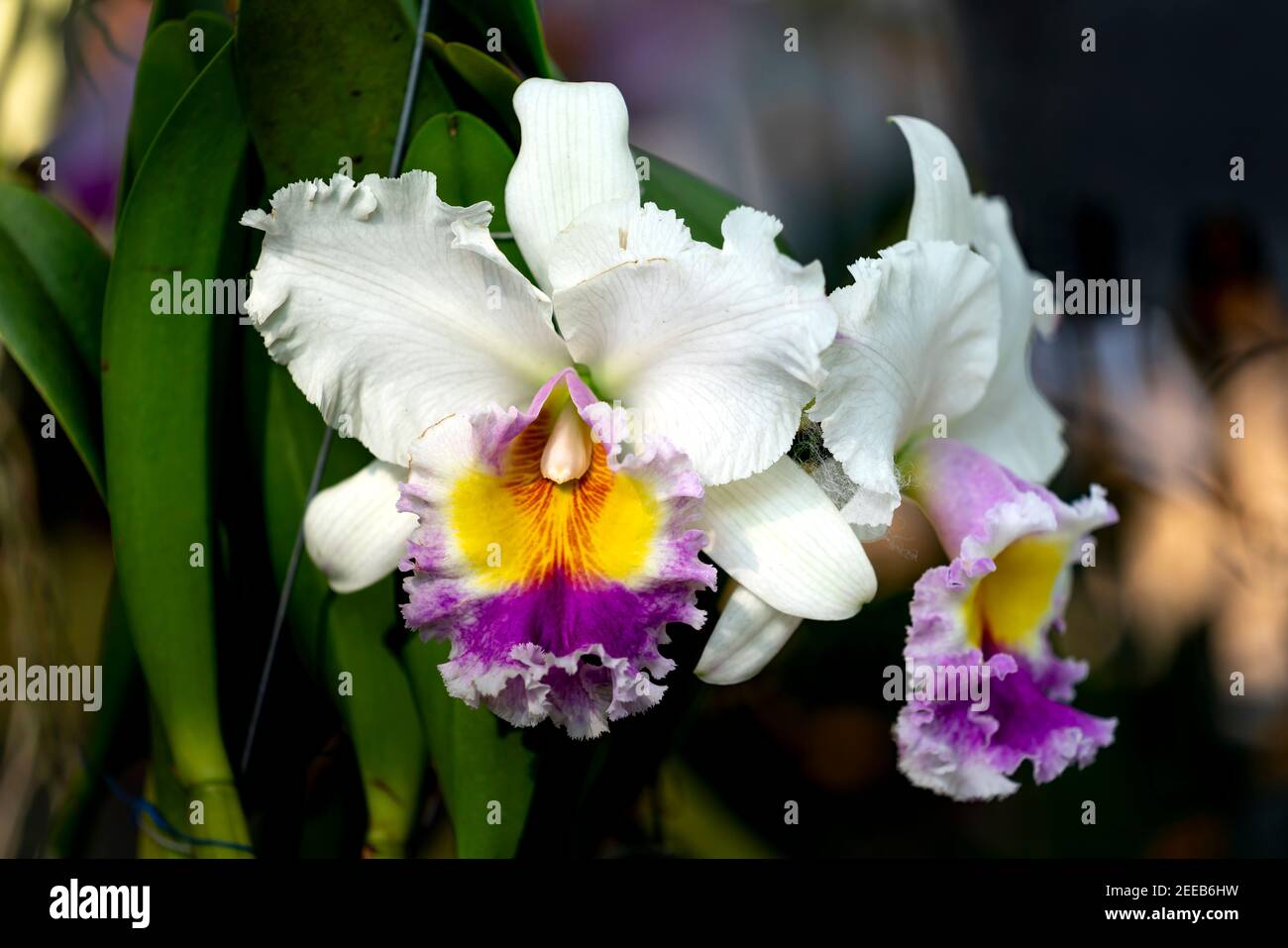 Gros plan orchidée Cattleya fleur dans le jardin Banque D'Images
