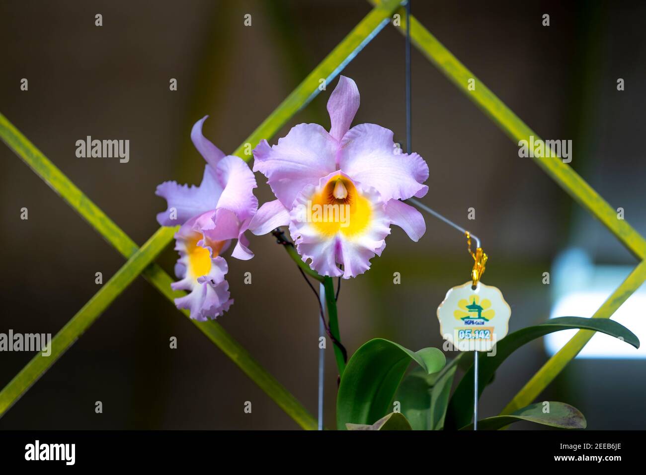 Gros plan orchidée Cattleya fleur dans le jardin Banque D'Images