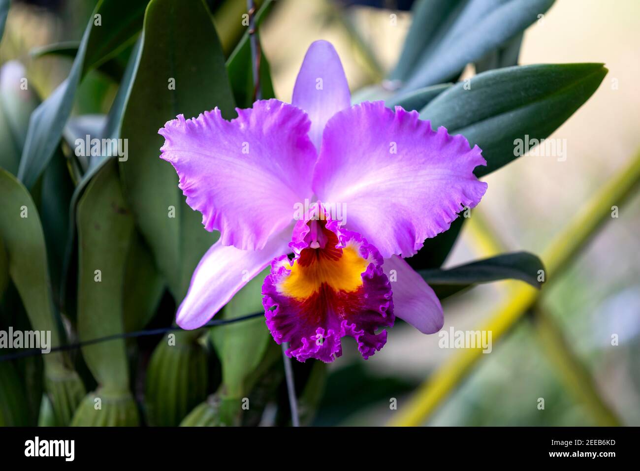 Gros plan orchidée Cattleya fleur dans le jardin Banque D'Images
