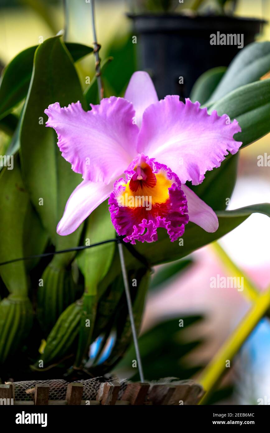 Gros plan orchidée Cattleya fleur dans le jardin Banque D'Images