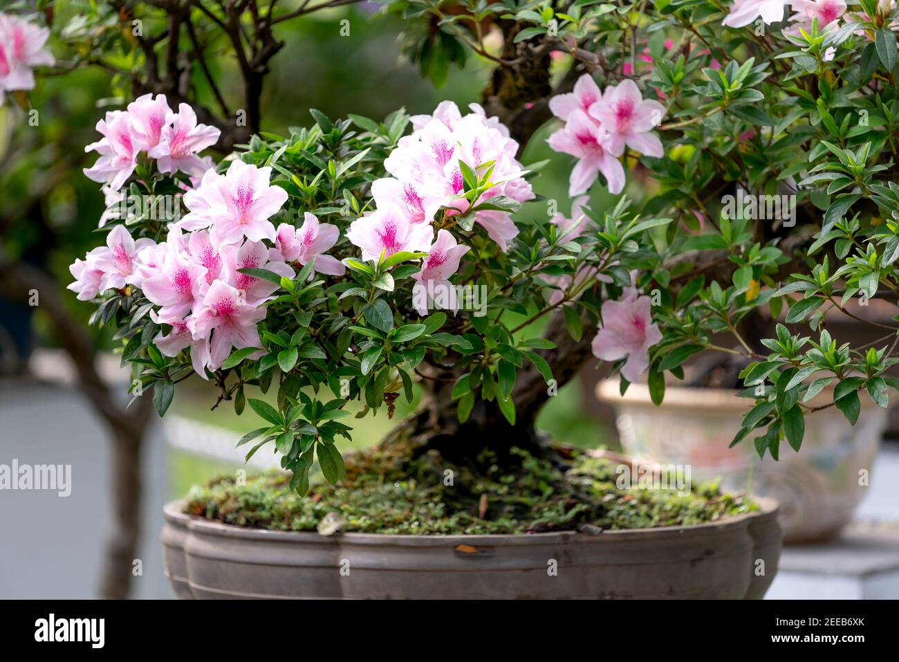 HCM City, Vietnam - 14 février 2021 : image des pots de fleurs d'adenium présentée lors d'un concours de fleurs dans le parc Tao Dan pendant le nouvel an lunaire 2021 Banque D'Images