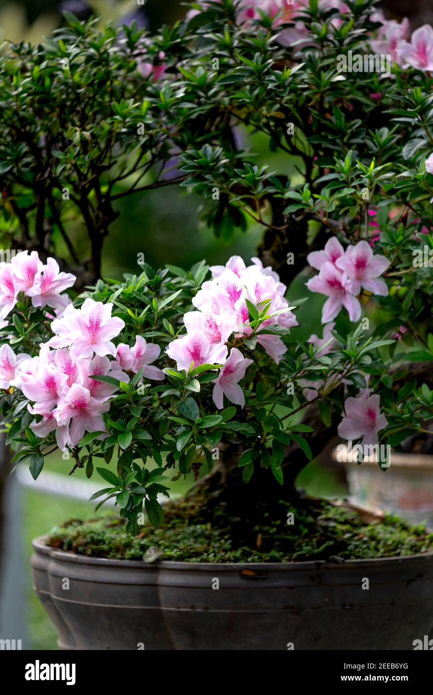 HCM City, Vietnam - 14 février 2021 : image des pots de fleurs d'adenium présentée lors d'un concours de fleurs dans le parc Tao Dan pendant le nouvel an lunaire 2021 Banque D'Images