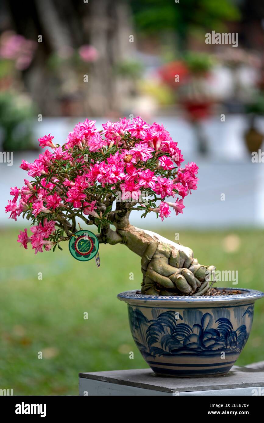HCM City, Vietnam - 14 février 2021 : image des pots de fleurs d'adenium présentée lors d'un concours de fleurs dans le parc Tao Dan pendant le nouvel an lunaire 2021 Banque D'Images