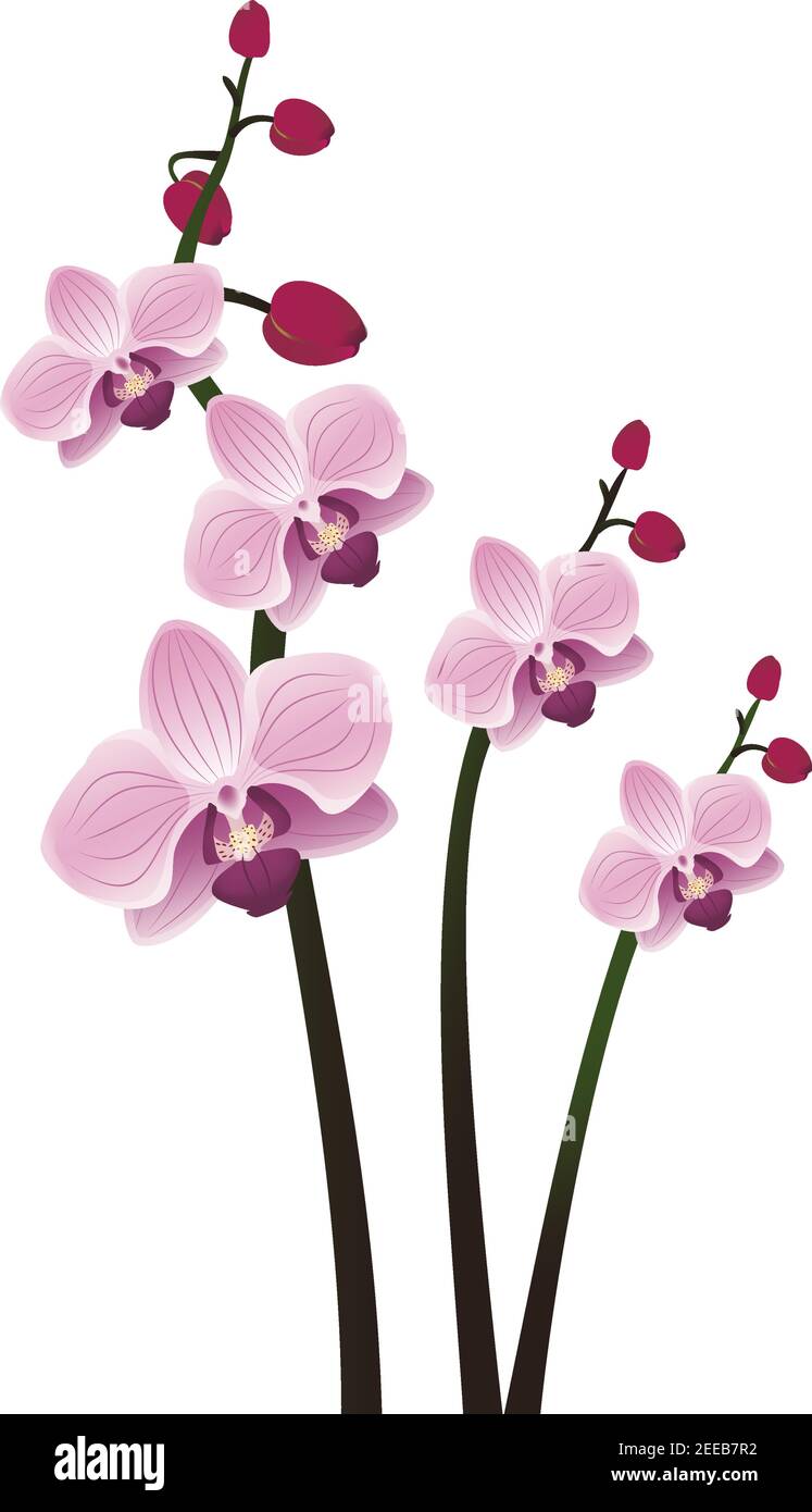 Branches avec fleurs d'orchidée pourpre avec bourgeons Illustration de Vecteur