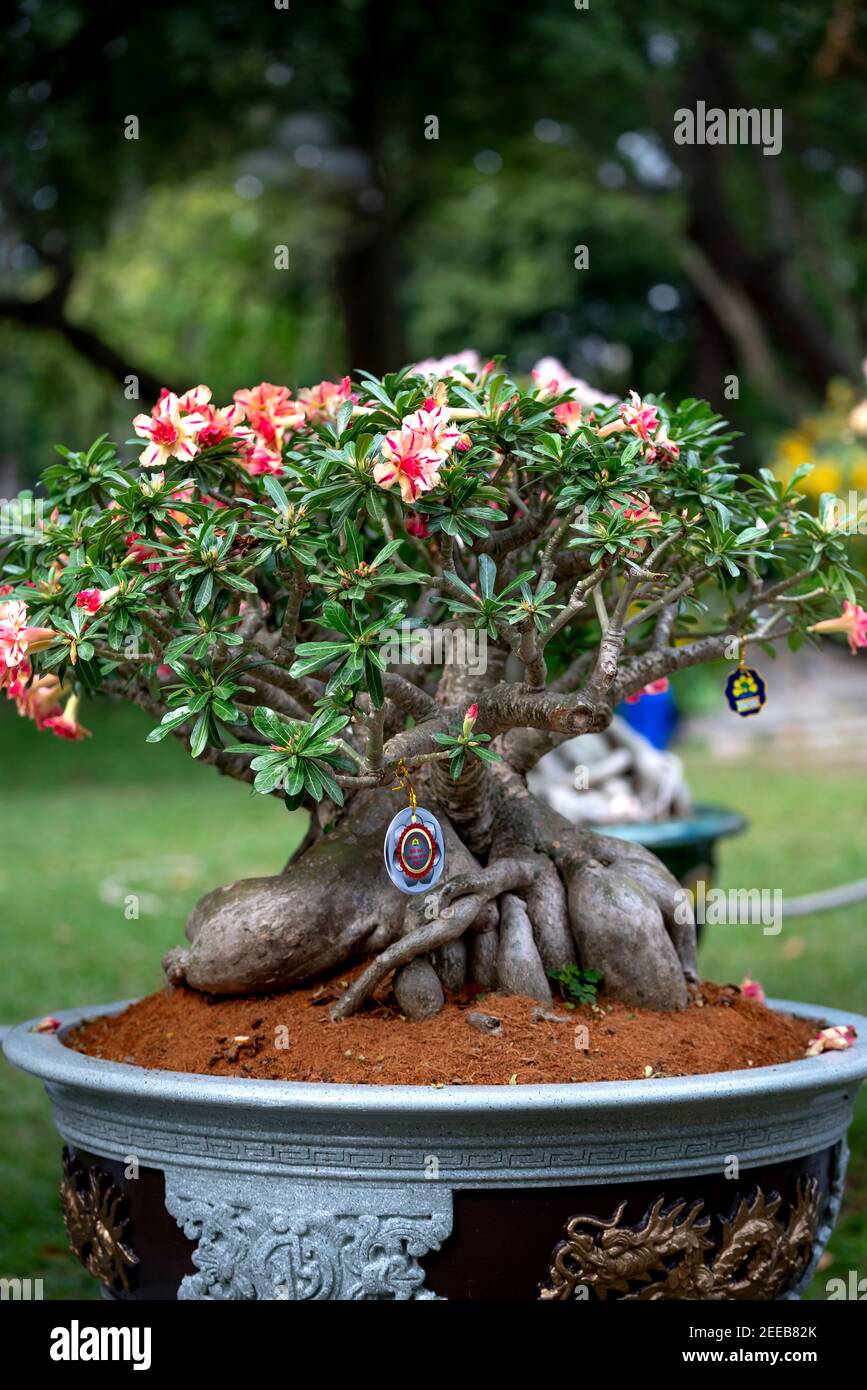 HCM City, Vietnam - 14 février 2021 : image des pots de fleurs d'adenium présentée lors d'un concours de fleurs dans le parc Tao Dan pendant le nouvel an lunaire 2021 Banque D'Images